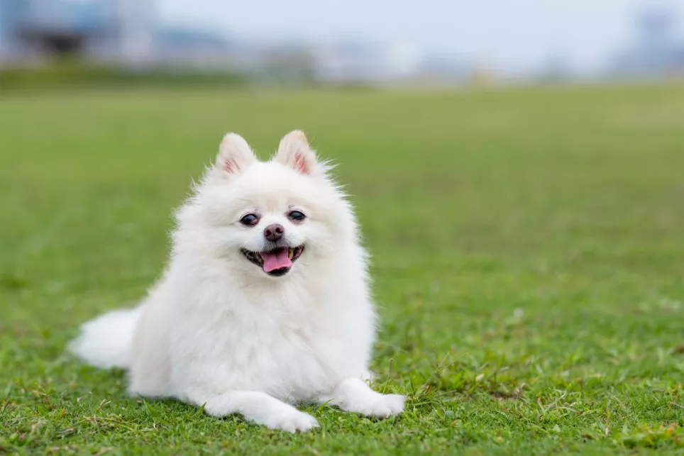 Hvid Pomeranian med tungen ude kigger mod kameraet