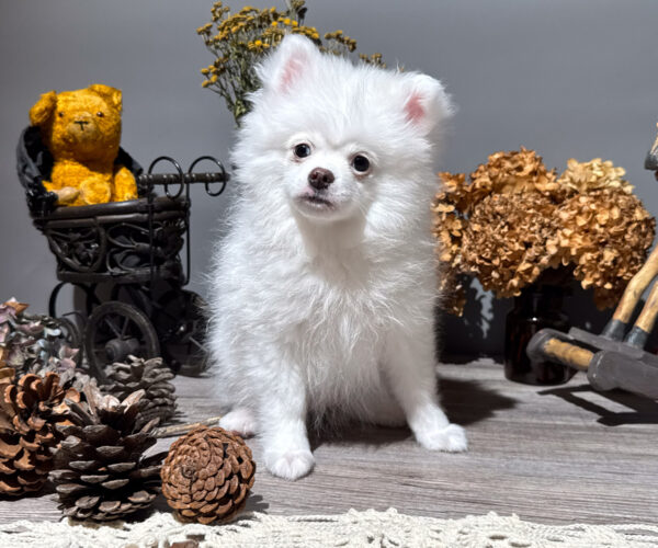 dogs-3369