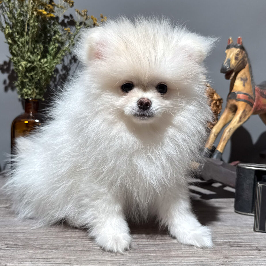 Pia