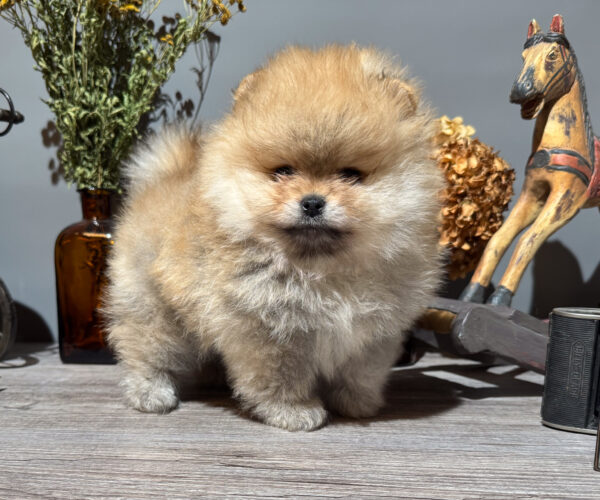 dogs-3463